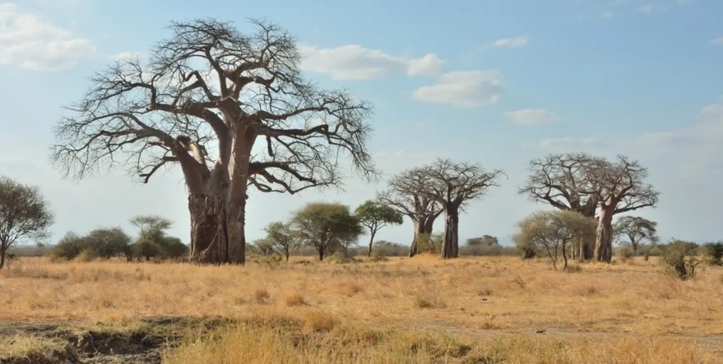 Tarangire National Park Baobabs