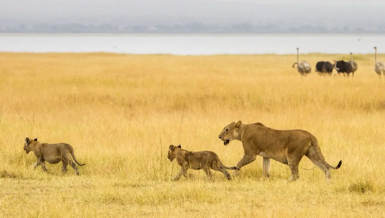 tanzania-safari-lions